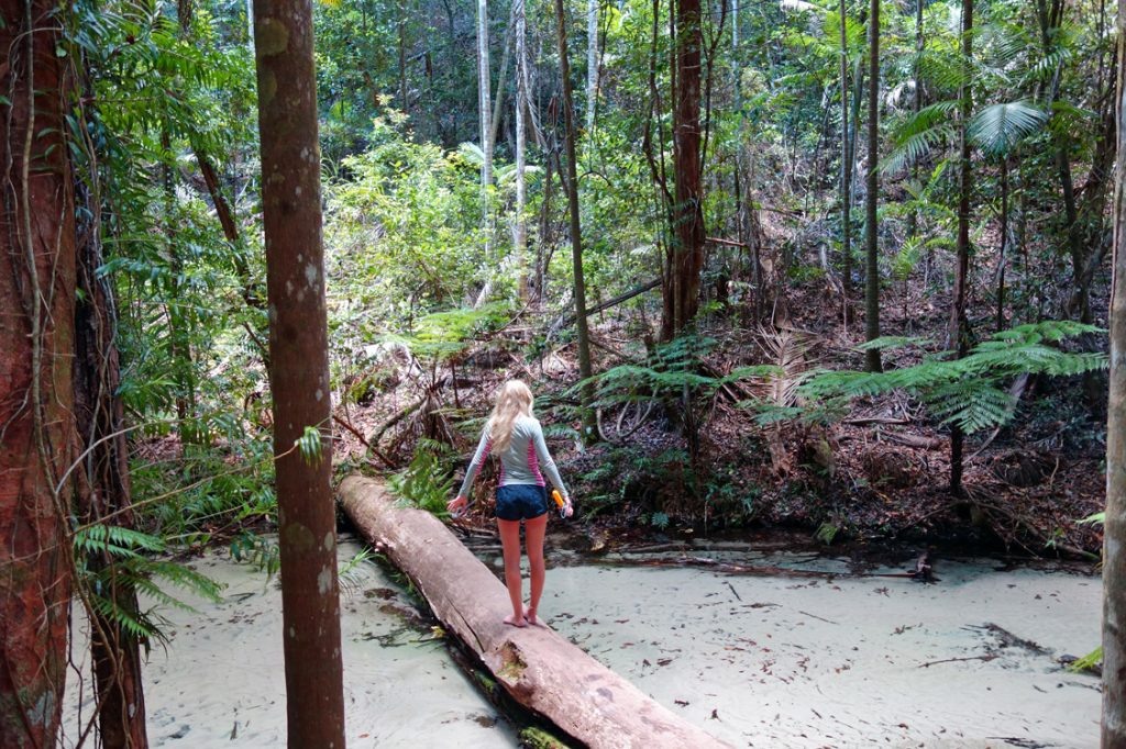 Regenwald Fraser Island