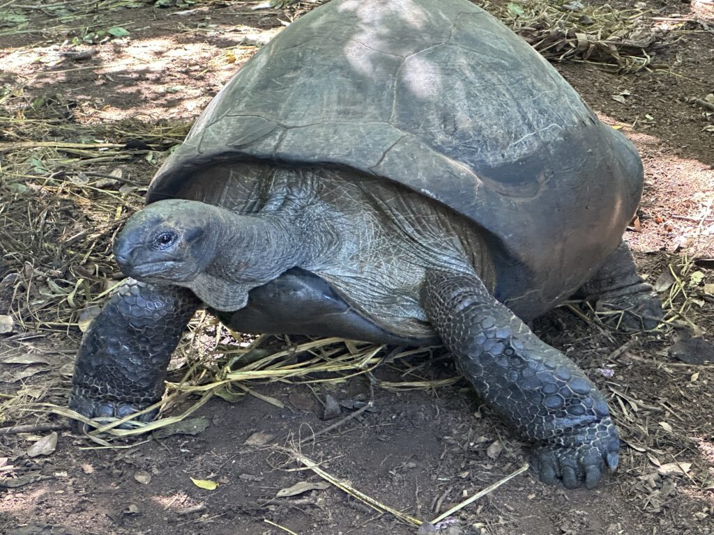 Schildkröte Toto